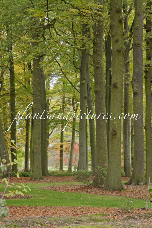 Arboretum Wespelaar