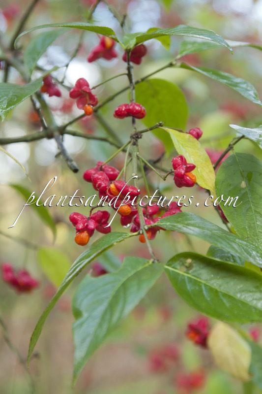 Euonymus europaeus var. intermedius