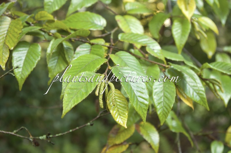 Betula utilis subsp. utilis
