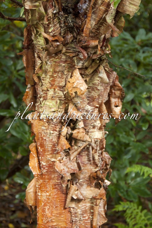 Betula utilis subsp. utilis