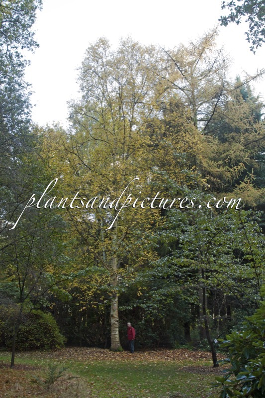 Betula papyrifera