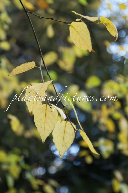Betula papyrifera