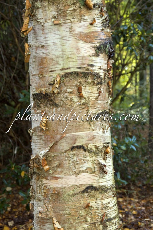 Betula papyrifera