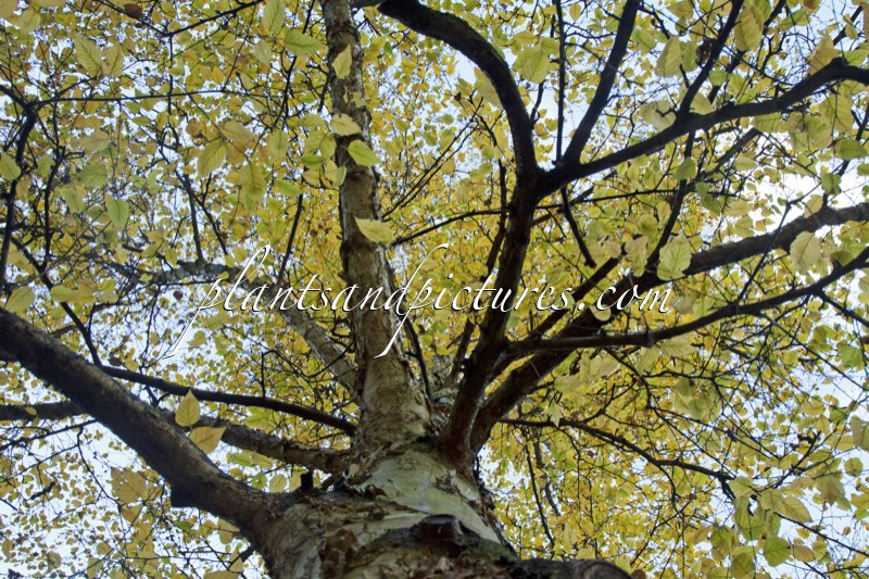 Betula papyrifera