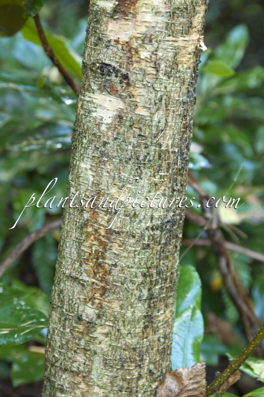 Betula oycowiensis