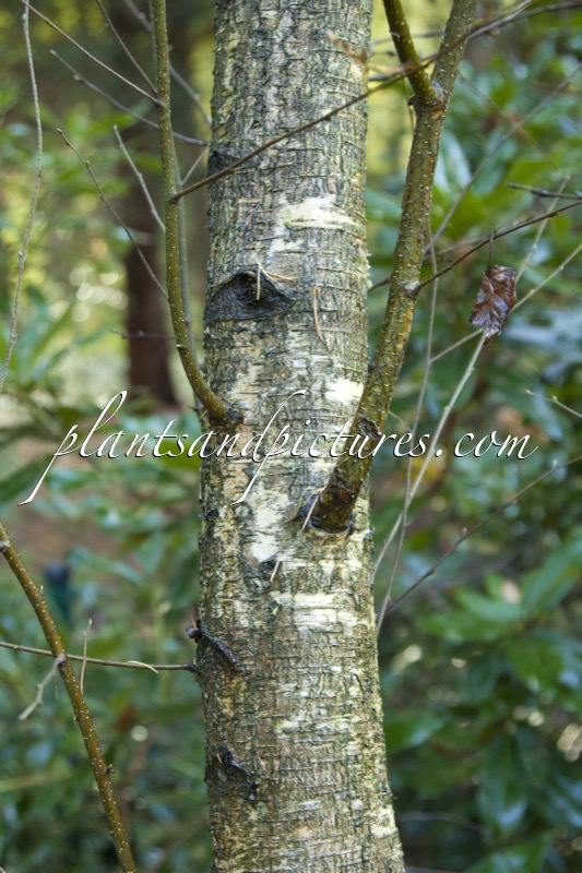 Betula oycowiensis
