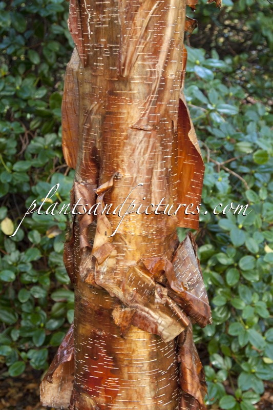 Betula utilis ‘Jim Russell’