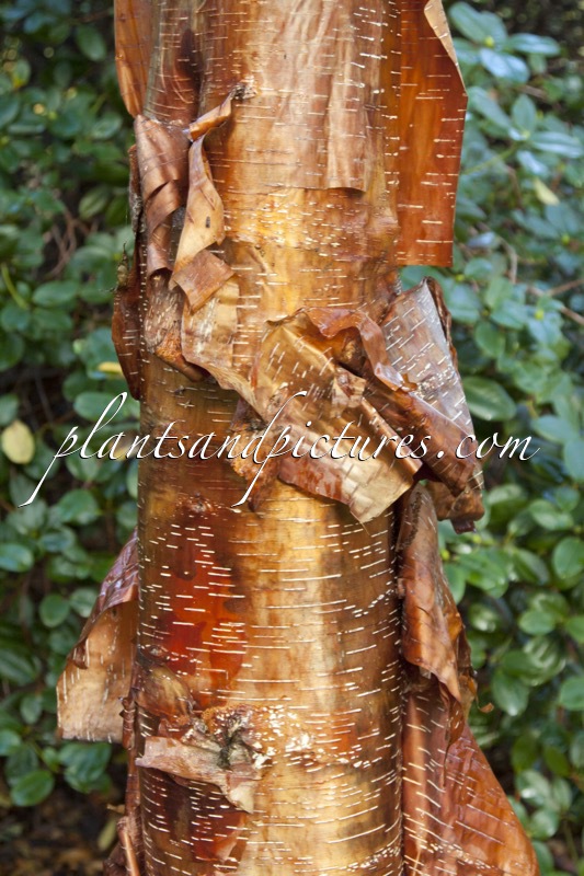 Betula utilis ‘Jim Russell’