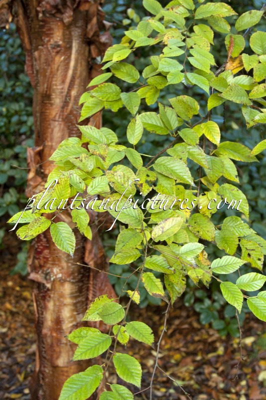 Betula utilis ‘Jim Russell’