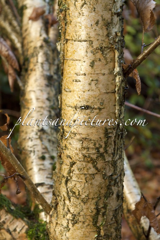 Betula medwediewii