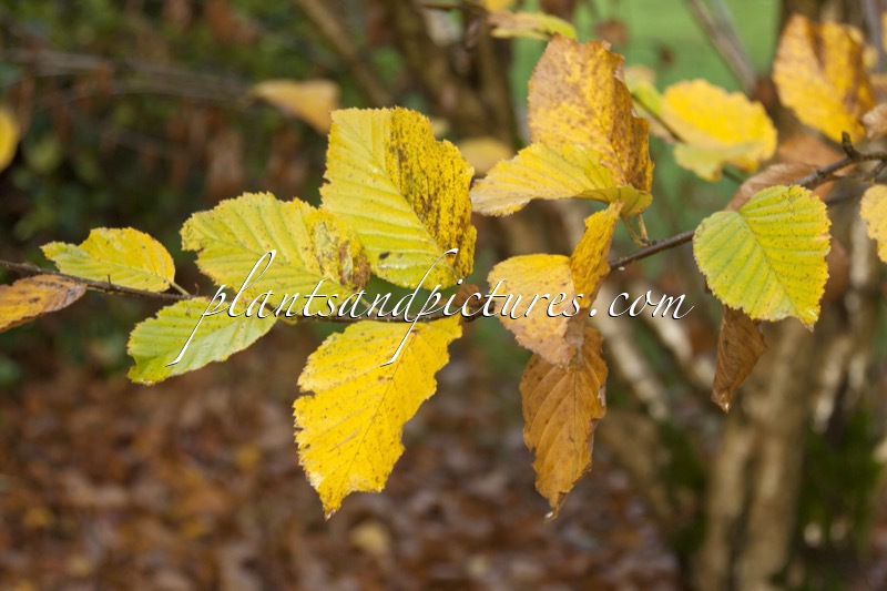 Betula medwediewii