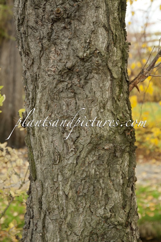 Betula nigra