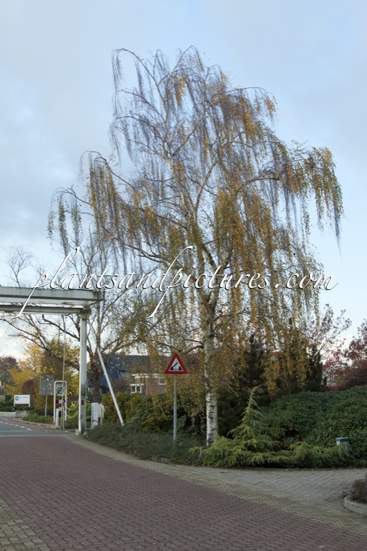 Betula pendula ‘Tristis’