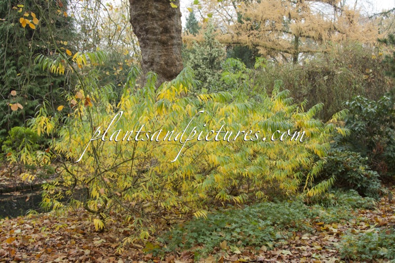 Salix udensis ‘Sekka’