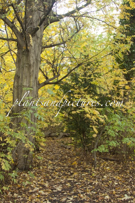 Pterocarya fraxinifolia