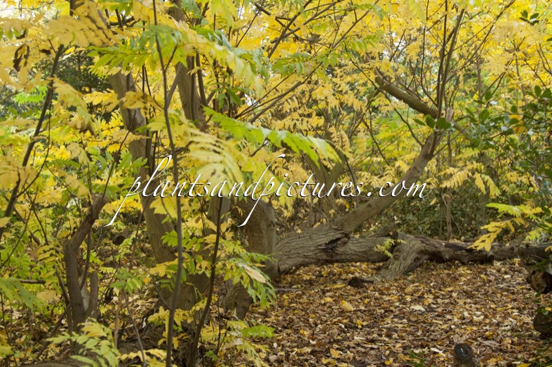 Pterocarya fraxinifolia