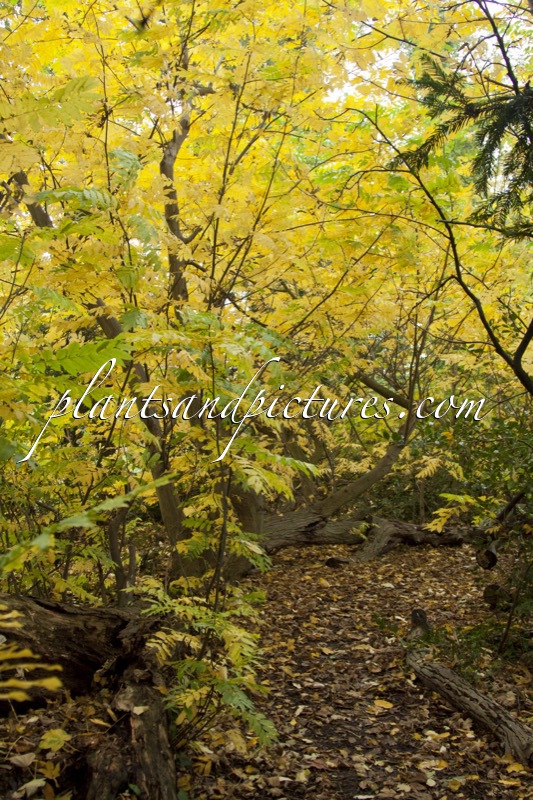 Pterocarya fraxinifolia