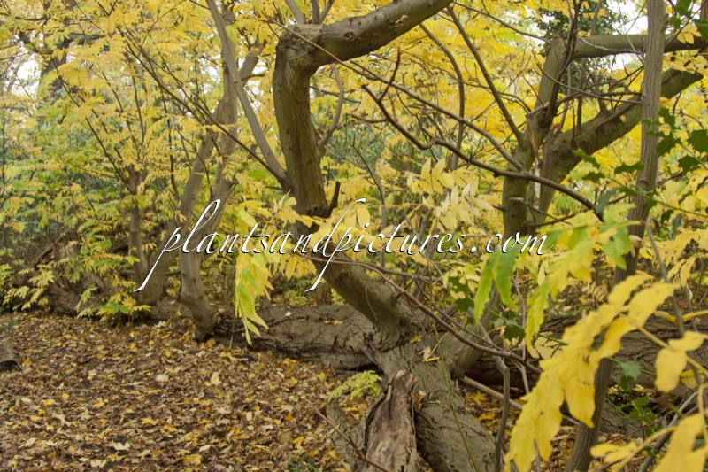 Pterocarya fraxinifolia