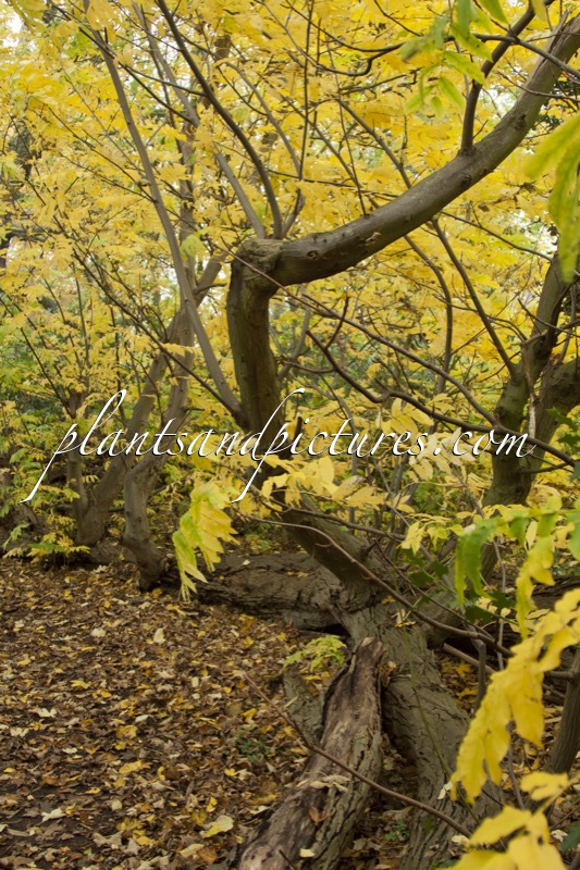 Pterocarya fraxinifolia