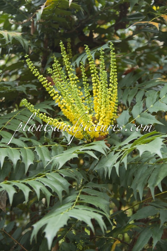 Mahonia media ‘Charity’