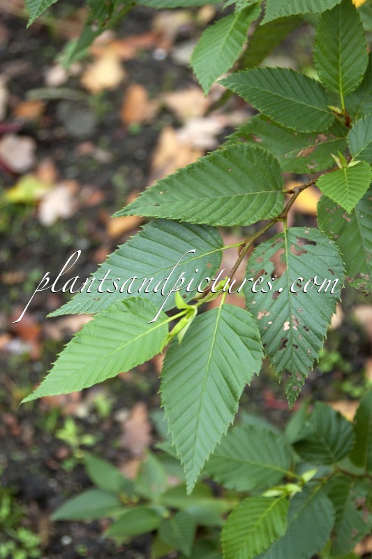 Alnus firma