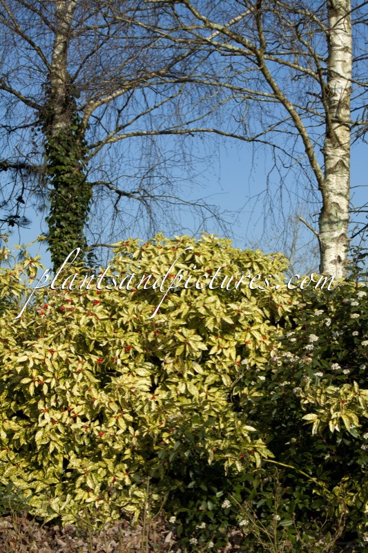 Aucuba japonica ‘Variegata’