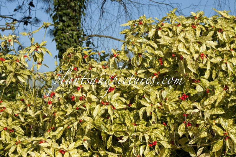 Aucuba japonica ‘Variegata’