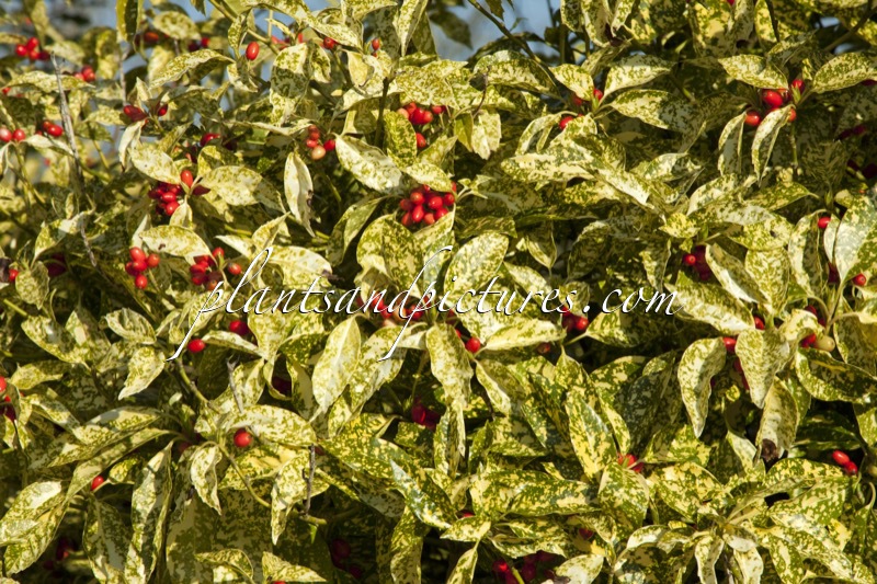 Aucuba japonica ‘Variegata’