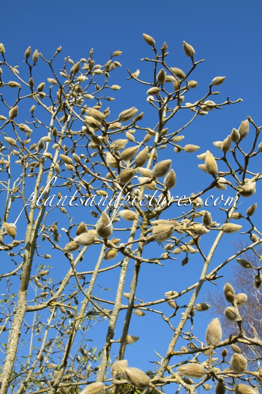 Magnolia ‘Caerhays Belle’