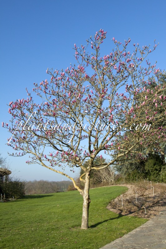 Magnolia ‘Royal Crown’