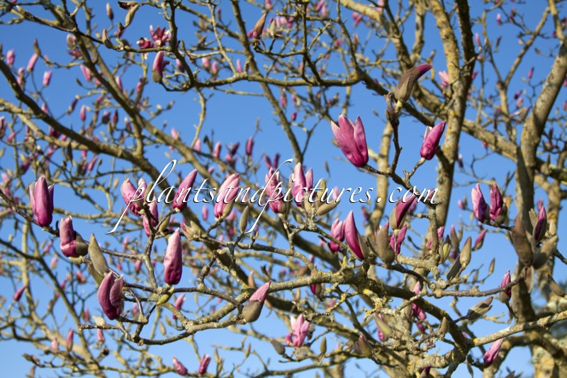 Magnolia ‘Royal Crown’