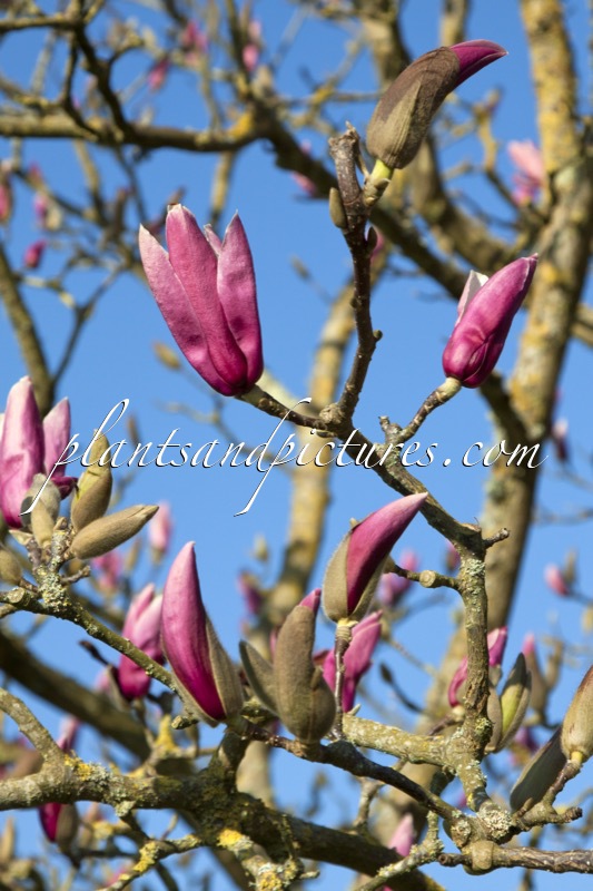 Magnolia ‘Royal Crown’