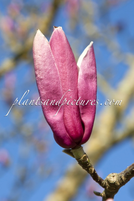 Magnolia ‘Royal Crown’