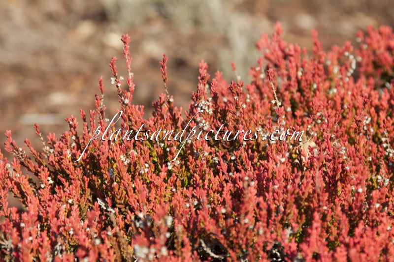Calluna vulgaris ‘Cuprea’