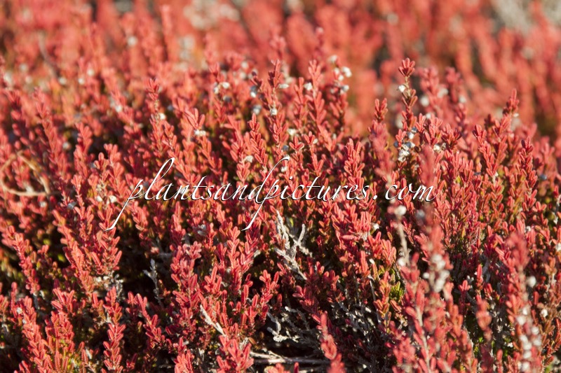 Calluna vulgaris ‘Cuprea’