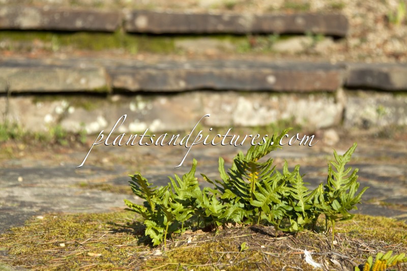Polypodium vulgare