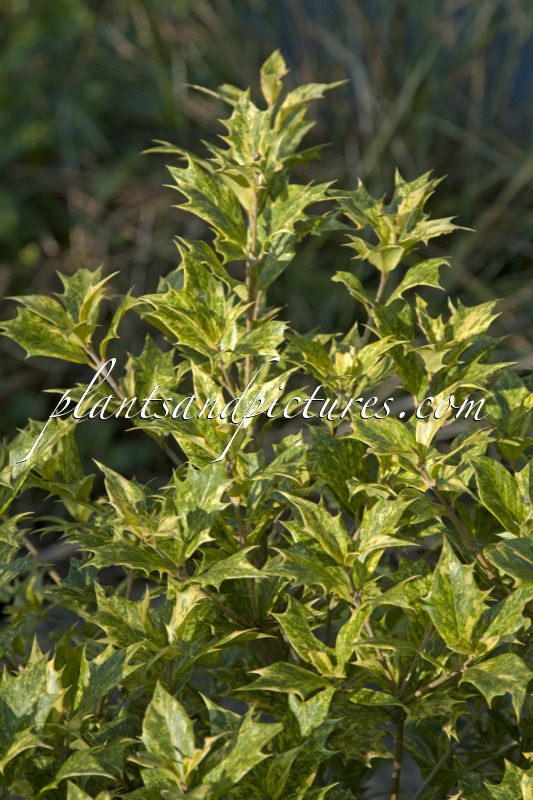 Osmanthus heterophyllus ‘Goshiki’