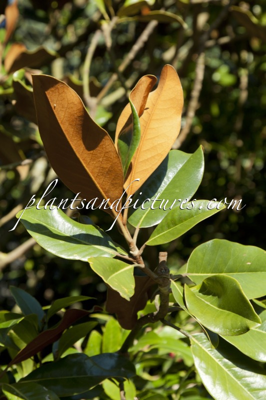Magnolia grandiflora ‘Gallisonière Nana’