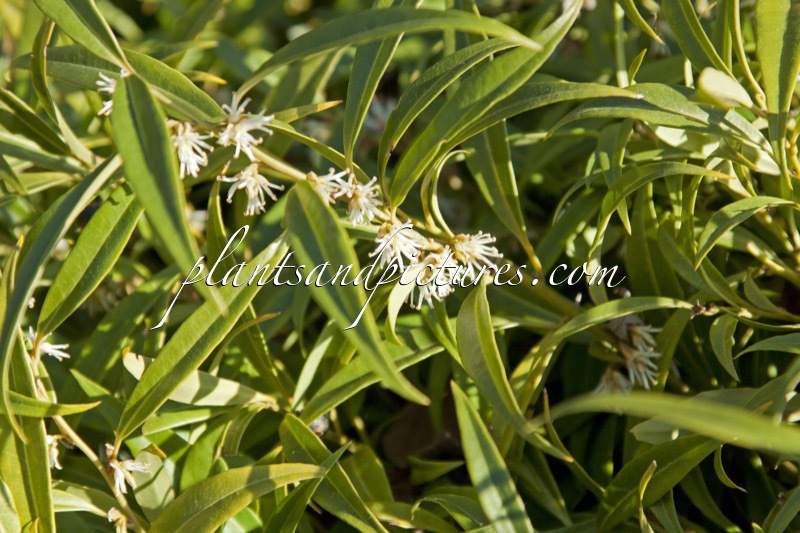 Sarcococca hookeriana var. digyna