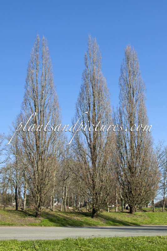 Quercus robur ‘Fastigiate Koster’