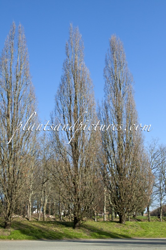 Quercus robur ‘Fastigiate Koster’