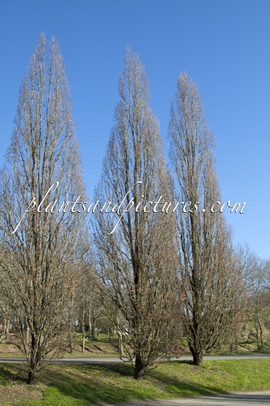 Quercus robur ‘Fastigiate Koster’