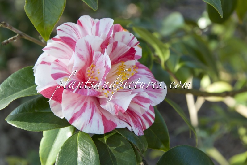 Camellia japonica ‘Smellie Nellie’
