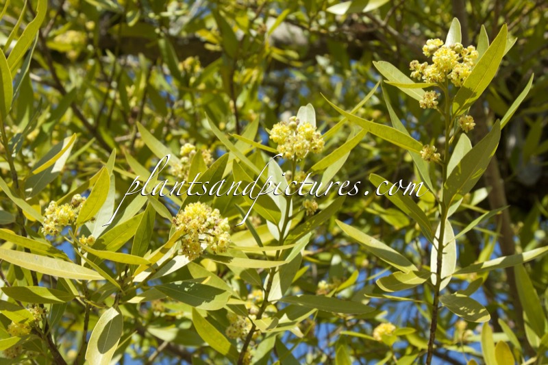 Umbellularia californica