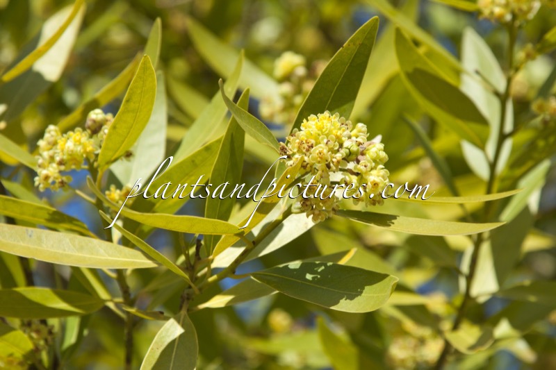 Umbellularia californica