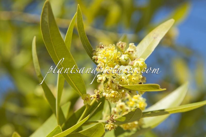 Umbellularia californica