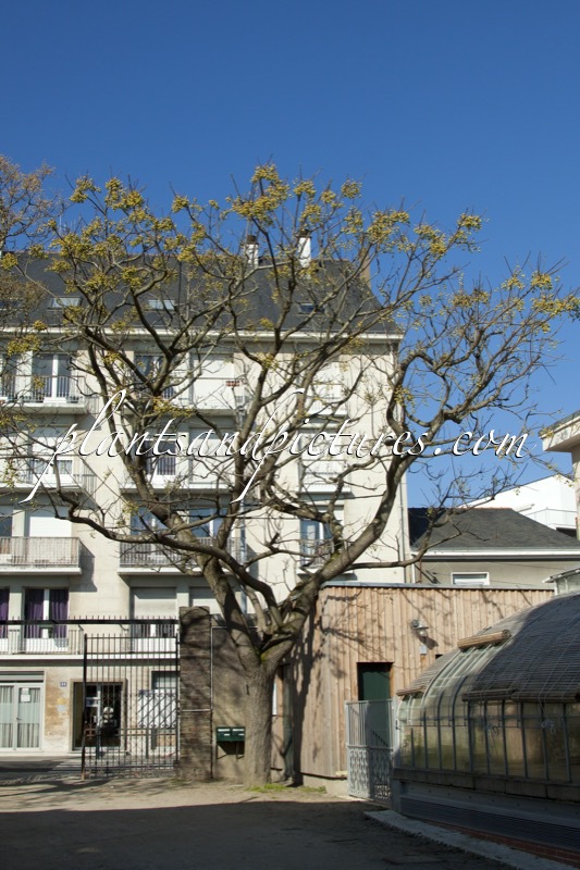 Melia azedarach var. toosendan