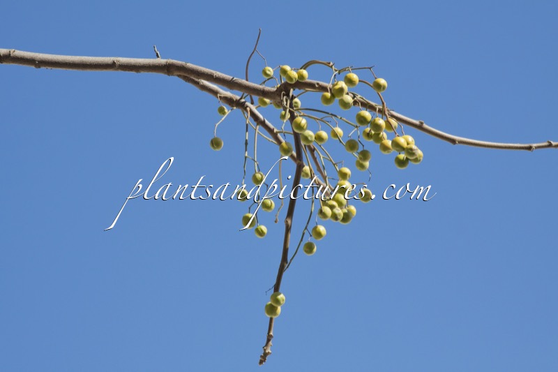 Melia azedarach var. toosendan