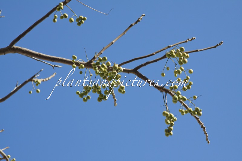 Melia azedarach var. toosendan