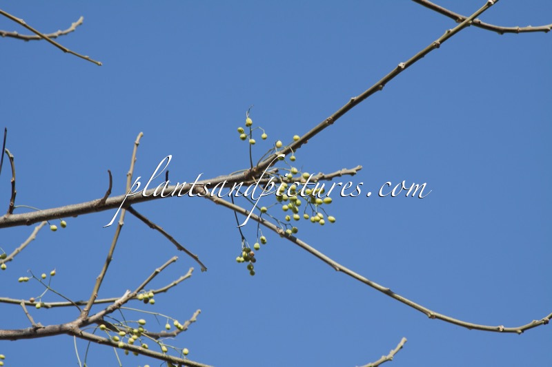 Melia azedarach var. subtripinnata